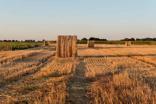 Abends runde Strohballen auf abgeerntetem Feld