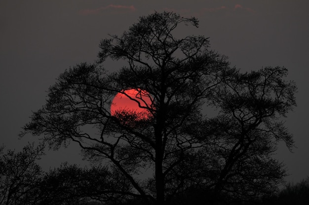 Foto abends scheint eine rote sonne durch einen baum.