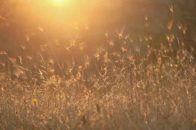 Abendsommerwiese und Sonnenlicht. Schöner Natur-Bokeh-Hintergrund.