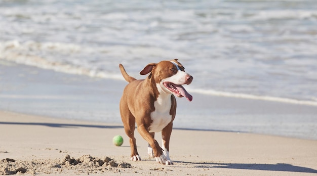 Abenteuer Ich höre dich rufen Aufnahme eines entzückenden Pitbulls, der einen Tag am Strand genießt