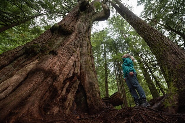 Abenteuerliches kaukasisches Mädchen, das den großen Zedernbaum im Wald bereitsteht