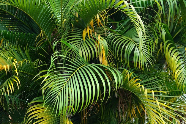 Abenteuernaturhintergrund des tropischen Waldes des grünen Waldes im grünen Filter