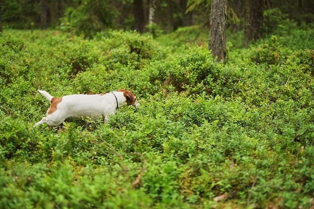 Abenteuerwelpe läuft durch den Wald