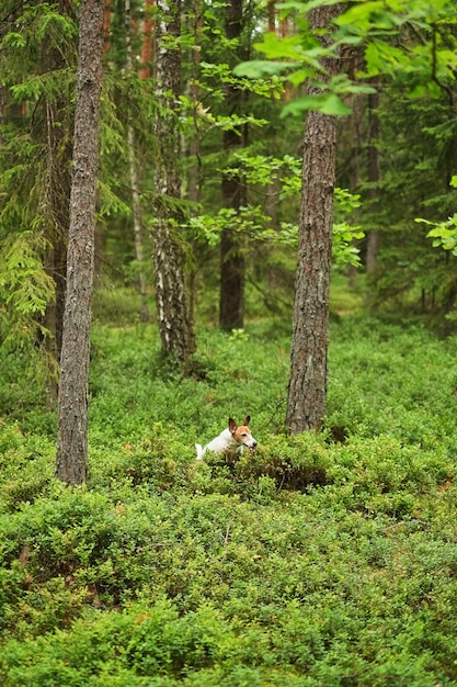 Abenteuerwelpe läuft durch den Wald