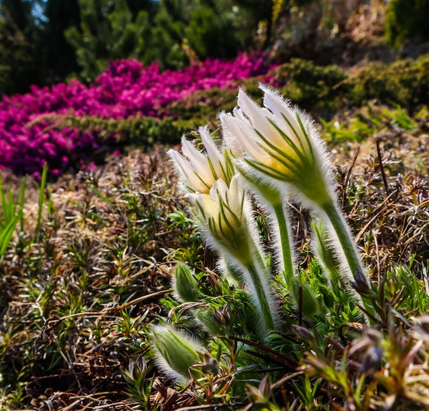 Abertura de lindas flores brancas de seda pulsatilla alpina no jardim da primavera