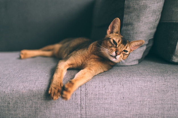 Abessinier, der sich auf dem Sofa entspannt.