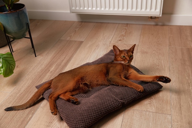 Abessinier junge Katze liegt auf dem Kissen schönes reinrassiges kurzhaariges Haustier