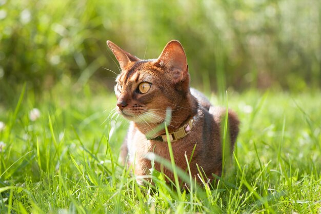 Abessinier-Katze im Halsband, das in saftig grünem Gras liegt Hochwertige Werbung stock photo Haustiere, die im Sommer wandern