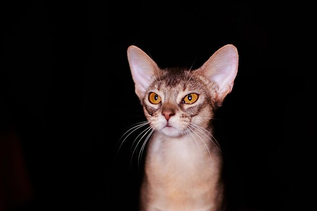 Abessinier Katze Nahaufnahme Porträt