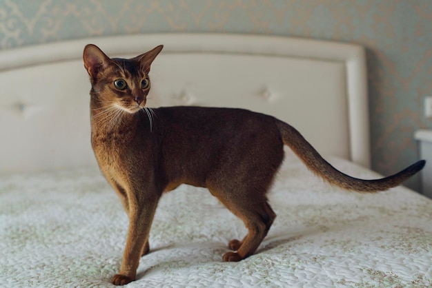 Abessinier Kurzhaarkatze läuft zu Hause auf dem Bett im Schlafzimmer