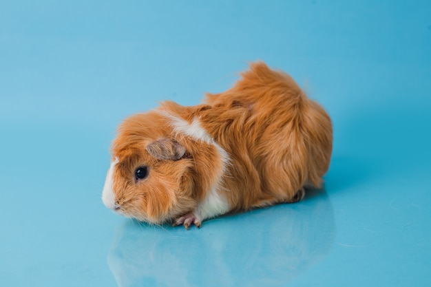 Abessinier Meerschweinchen auf blauem Hintergrund isoliert