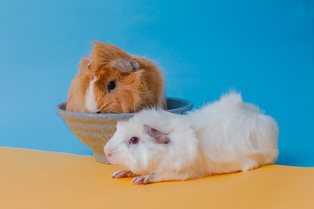 Abessinier Meerschweinchen auf blauem Hintergrund isoliert