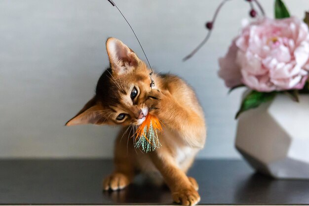 Abessinierkatze mit Blumenvase