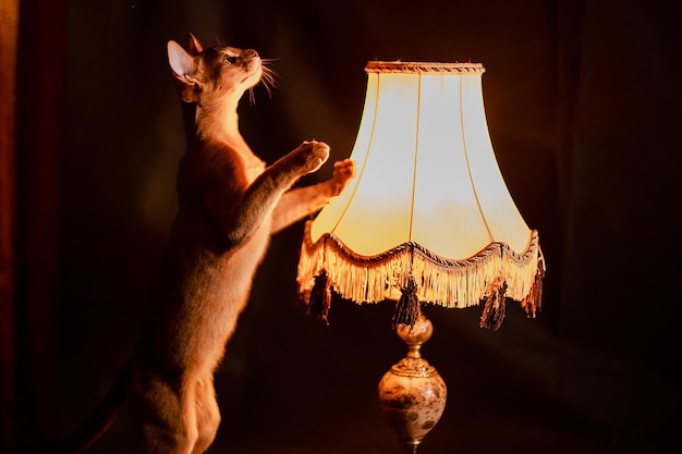 Abessinierkatze mit Lampe auf schwarzem Hintergrund