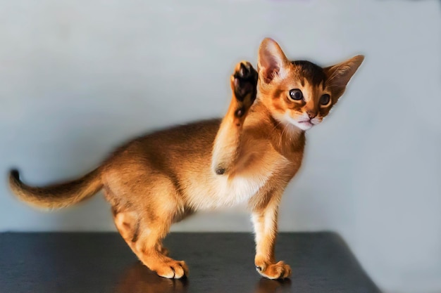 Abessinierkatze und ein kleines Ingwerkätzchen