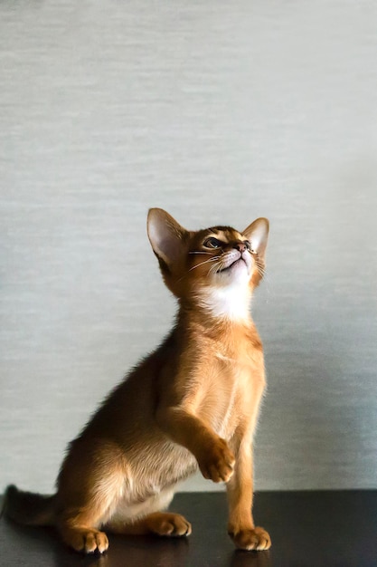 Abessinierkatze und ein kleines Ingwerkätzchen