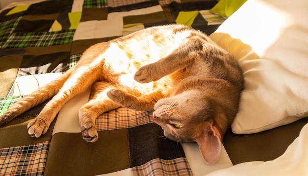 Abessinierkatze zu Hause Nahaufnahme des Porträts einer blauen Abessinierkatze, die auf einer Patchworkdecke und Kissen liegt