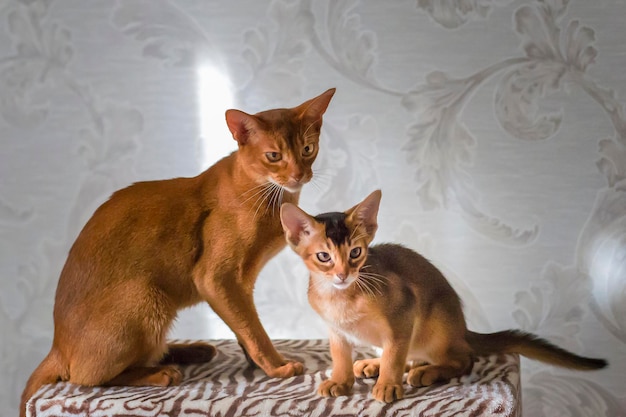 Abessinierkatzen Mutter und Kätzchen spielen