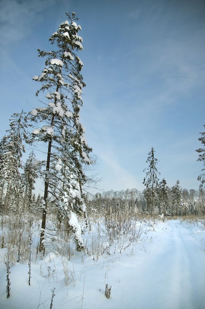 Un abeto alto crece en un campo junto a una pista de esquí cubierta de nieve Concepto de vacaciones de invierno