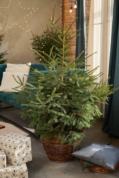 Abeto de árboles de Navidad vivos verdes en cajas de regalo de cestas de mimbre en el interior sobre piso de concreto