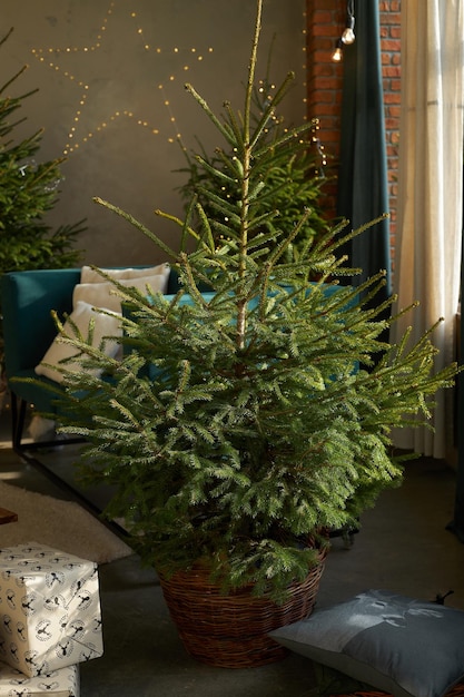 Abeto de árboles de Navidad vivos verdes en cajas de regalo de cestas de mimbre en el interior sobre piso de concreto