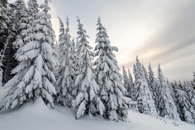 Abeto árvores cobertas de neve na floresta de inverno