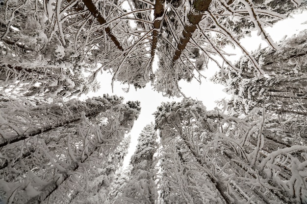 Abeto árvores cobertas de neve profunda