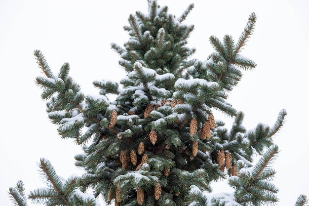Abeto azul con conos, Picea pungens, ramas cubiertas de nieve.