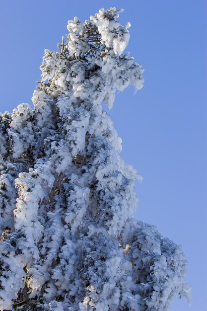 Foto el abeto azul cubierto de hielo