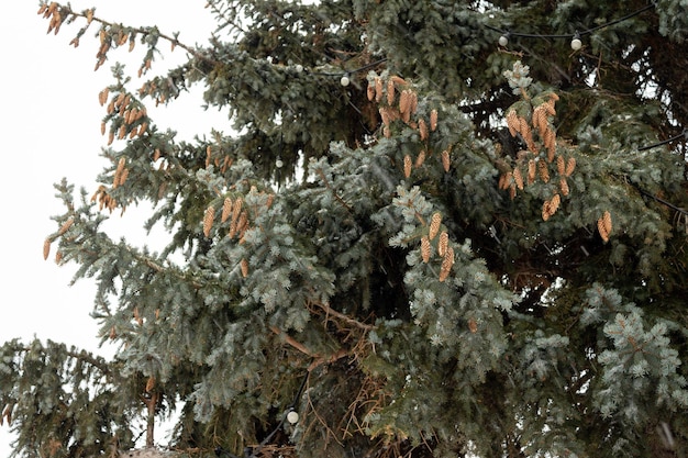 Abeto azul con racimos de conos en un día nublado de invierno