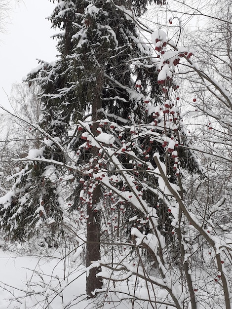 El abeto cubierto de nieve y el manzano La nieve cubrió el árbol de frutas Manzanas pequeñas rojas en un árbol