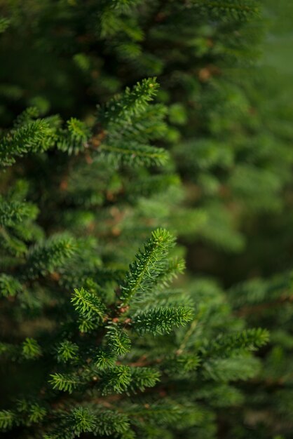 Abeto da Noruega - Picea abies ou abeto europeu novas agulhas. Textura de fundo natural de coníferas. Desfoque de foco seletivo.