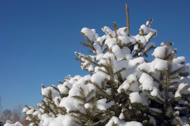 Abeto de galhos coberto com neve fofa Cartão de Natal fabuloso