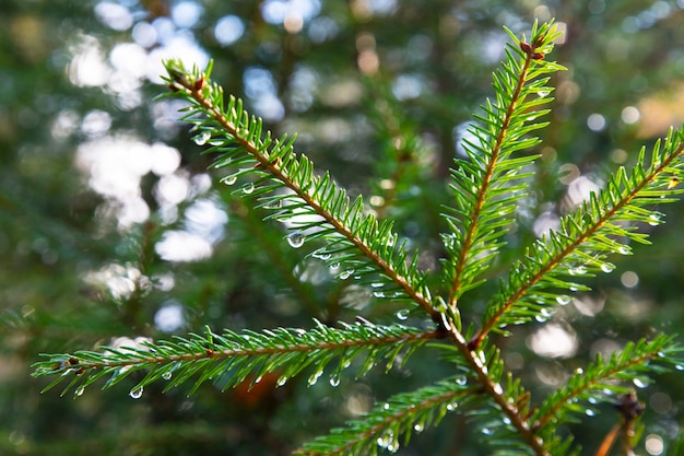 Abeto después de la lluvia. Un árbol de pino verde de hoja perenne brillante agujas ramas con gotas de lluvia. Abeto con rocío, coníferas, abeto de cerca, fondo borroso. Bosque de otoño