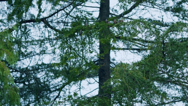 El abeto en un día nublado las ramas de abeto verdes exuberantes se mojan de la lluvia estática