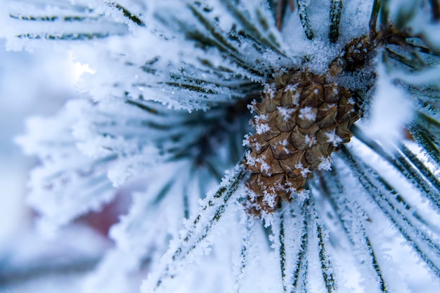 Abeto elegante en una rama cubierta de nieve una imagen para tu postal