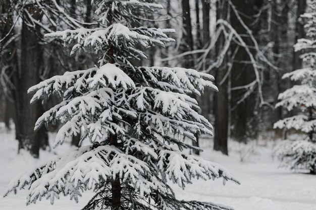 Abeto esponjoso verde en un bosque nevado