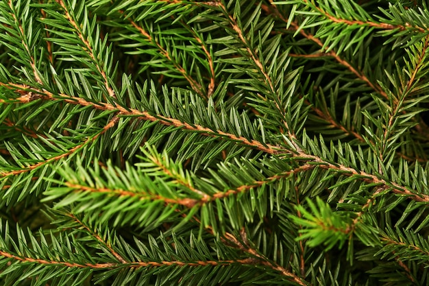 Abeto. Fondo y textura para ramas de árboles de Navidad. Vista superior. Copie el espacio.