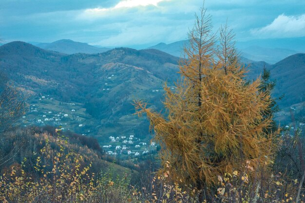 Abeto en la foto del paisaje de montaña