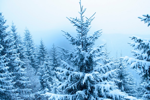 Abeto en fuertes nevadas dentro del bosque de invierno