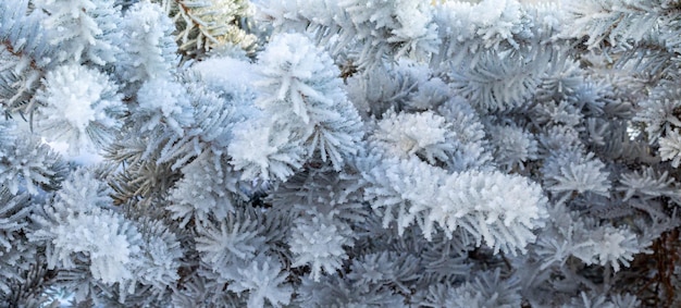 Abeto gelado com geada de gelo brilhante no parque florestal nevado árvore de natal coberta de geada e em sn