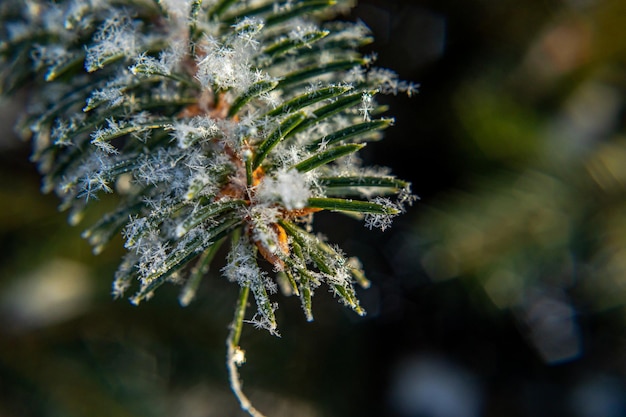 Abeto helado con escarcha de hielo brillante en el parque forestal nevado árbol de navidad cubierto de escarcha y en sn