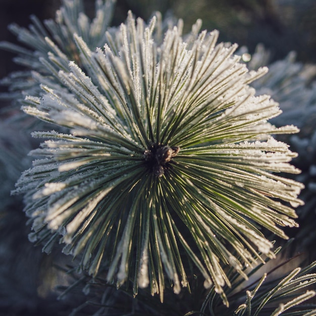 Abeto de hoja perenne cubierto de nieve en invierno