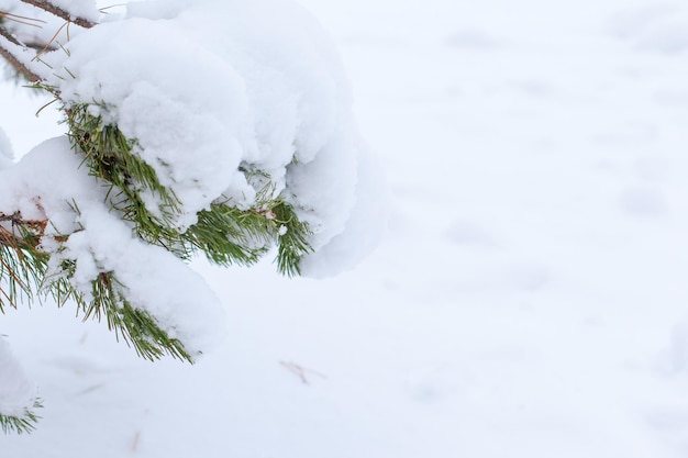 Abeto de hoja perenne con nieve fresca sobre un fondo blanco. bosque de invierno en la nieve. naturaleza