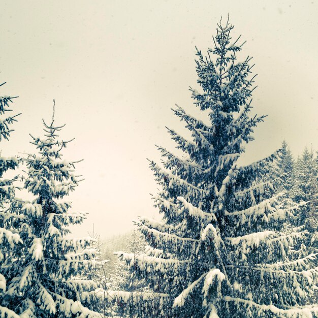 Abeto de invierno cubierto de nieve en zona montañosa