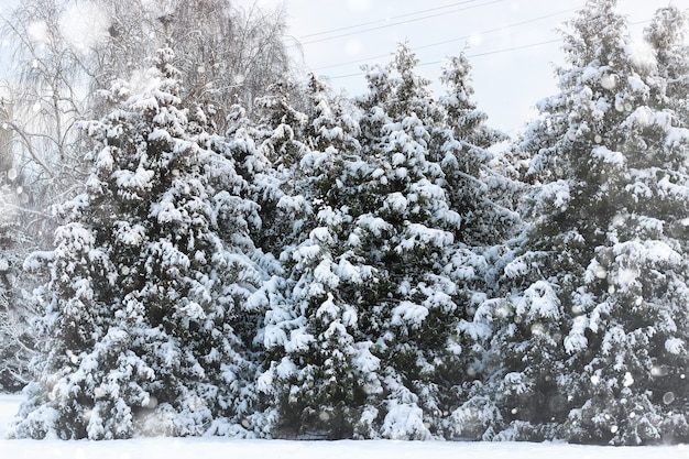 Abeto de invierno nieve