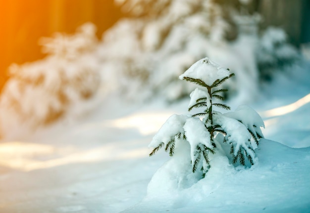 Abeto joven con agujas verdes cubiertas de nieve profunda