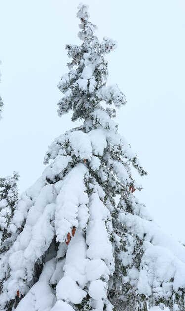 Abeto nevado ramificado com cones no fundo do céu nublado.