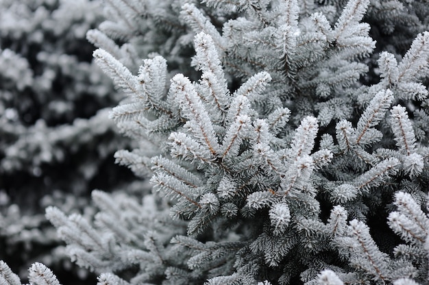 Abeto en la nieve. escarcha en las ramas de abeto