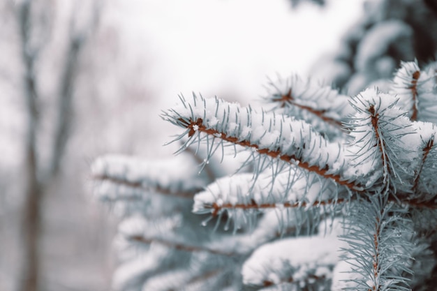 Abeto con nieve. paisaje de invierno. Fondo de Navidad y año nuevo con abeto cubierto de nieve